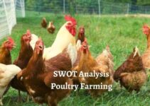 SWOT Analysis of Poultry Farming