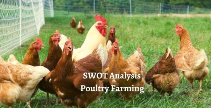 SWOT Analysis of Poultry Farming